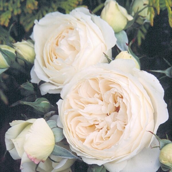 Ulei parfumat English Rose