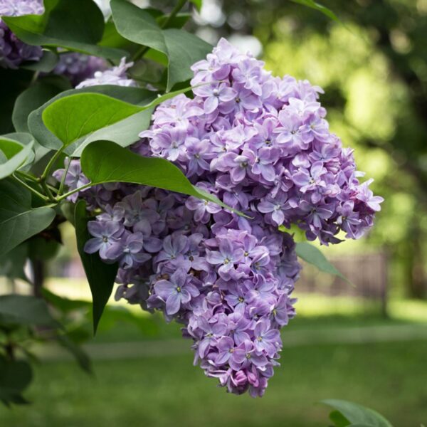 Ulei parfumat Lilac