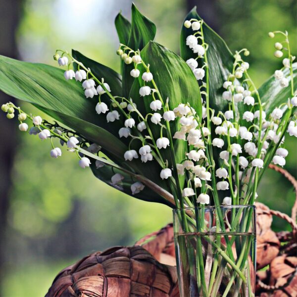 Ulei parfumat Lily Of The Valley CR