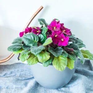 Ulei parfumat Violet, parfum lumanari, aromaterapie, sapun sau produse cosmetice.